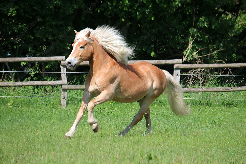 Dag van het Paard