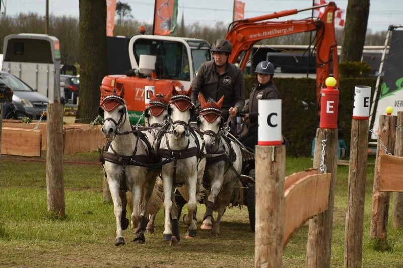 Dag van het Paard