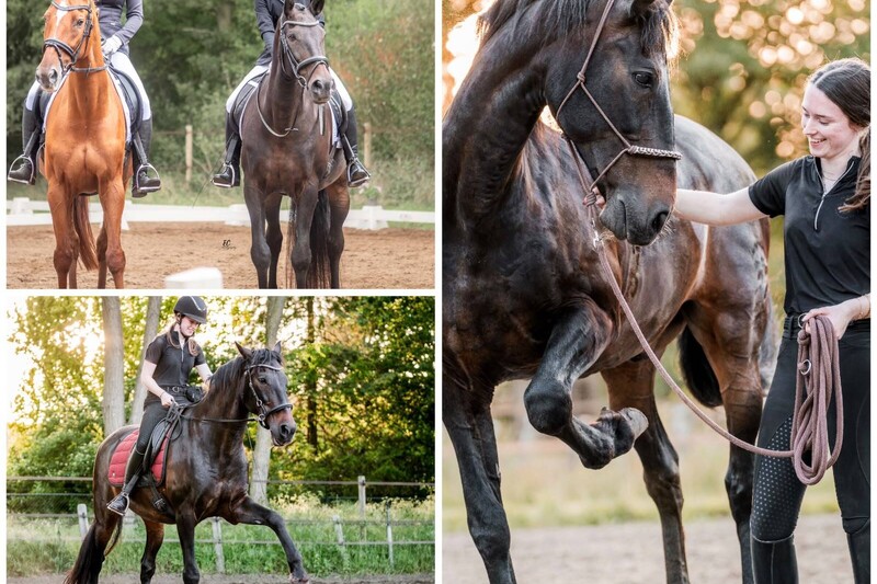 Dag van het Paard